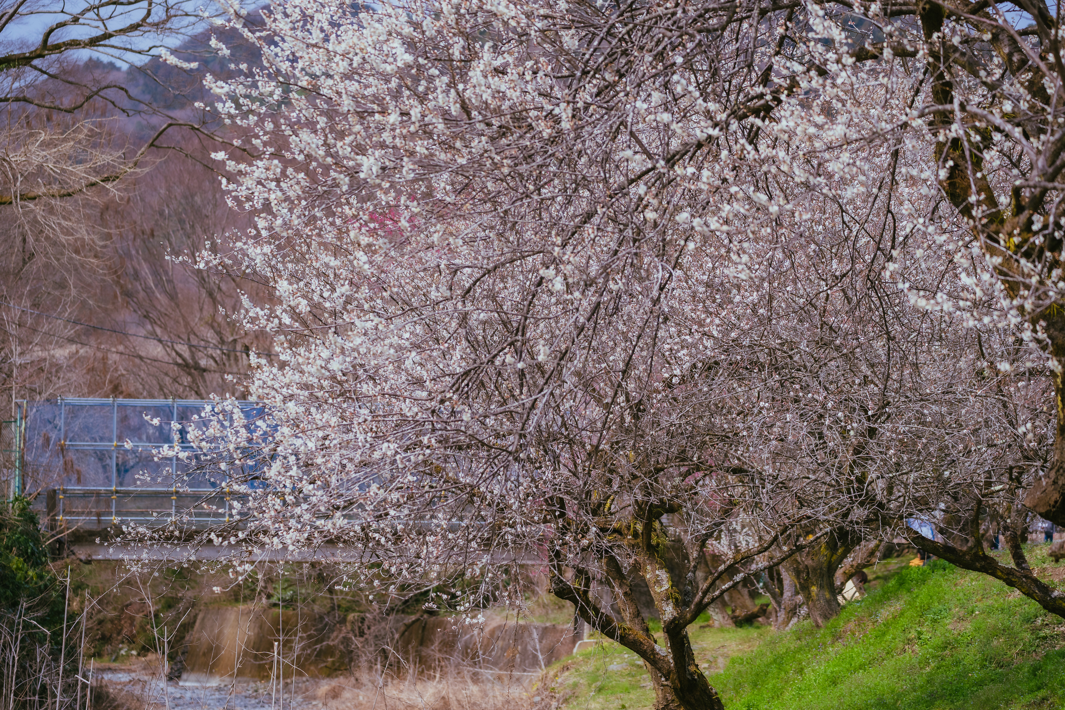 Takao Baigo Plum Village Festival, Mid Mar 2027, 2027 | Tokyo Cheapo