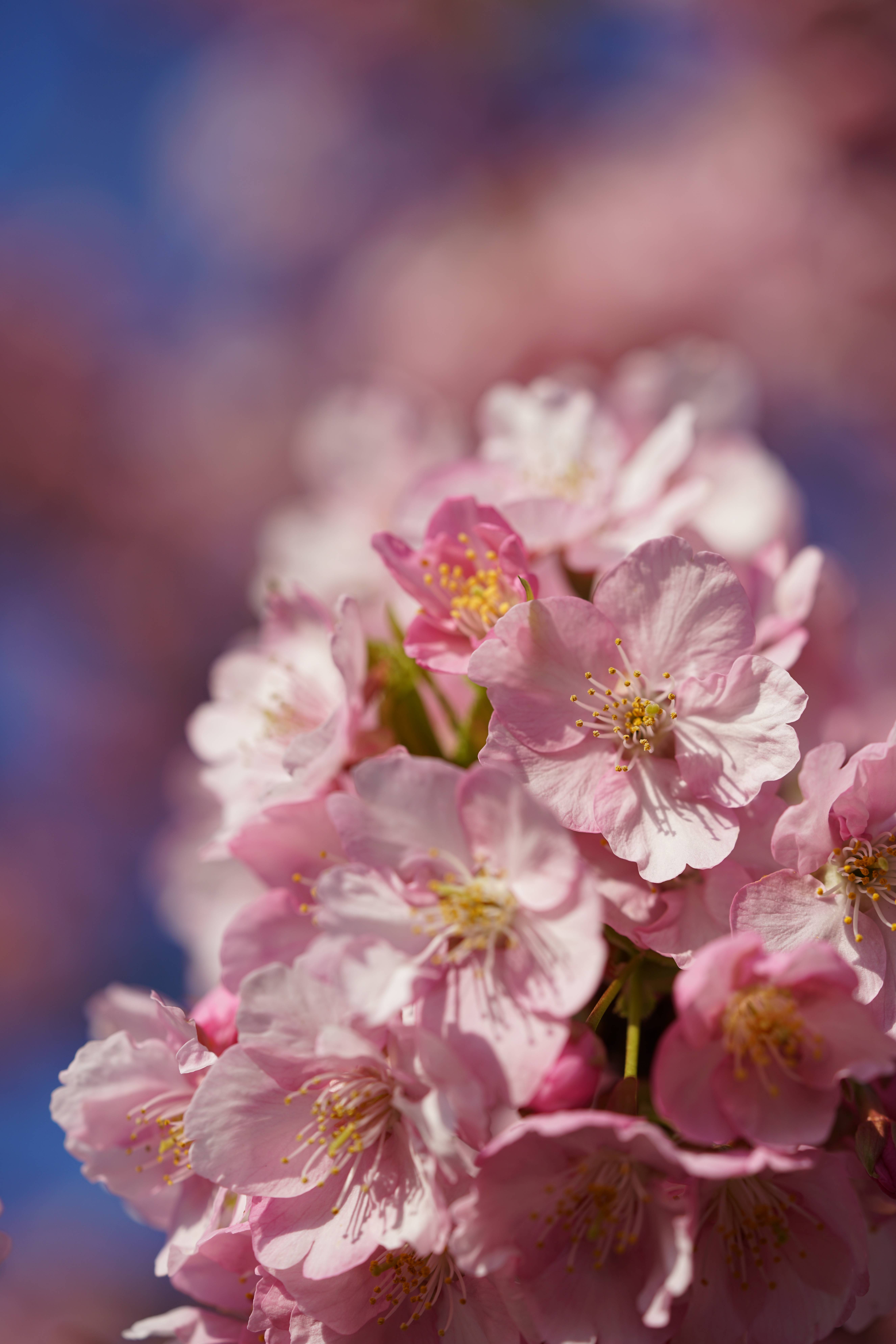First Japan Cherry Blossom Forecast Released for 2026 | Tokyo Cheapo