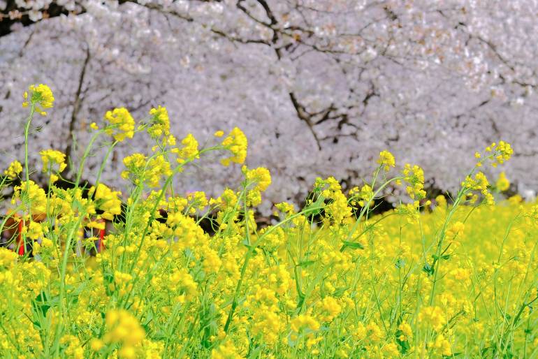A row of cherry blossom trees in full bloom.In Japan, cherry blossom viewing is a standard spring event.Collaboration with canola flower is also popular.