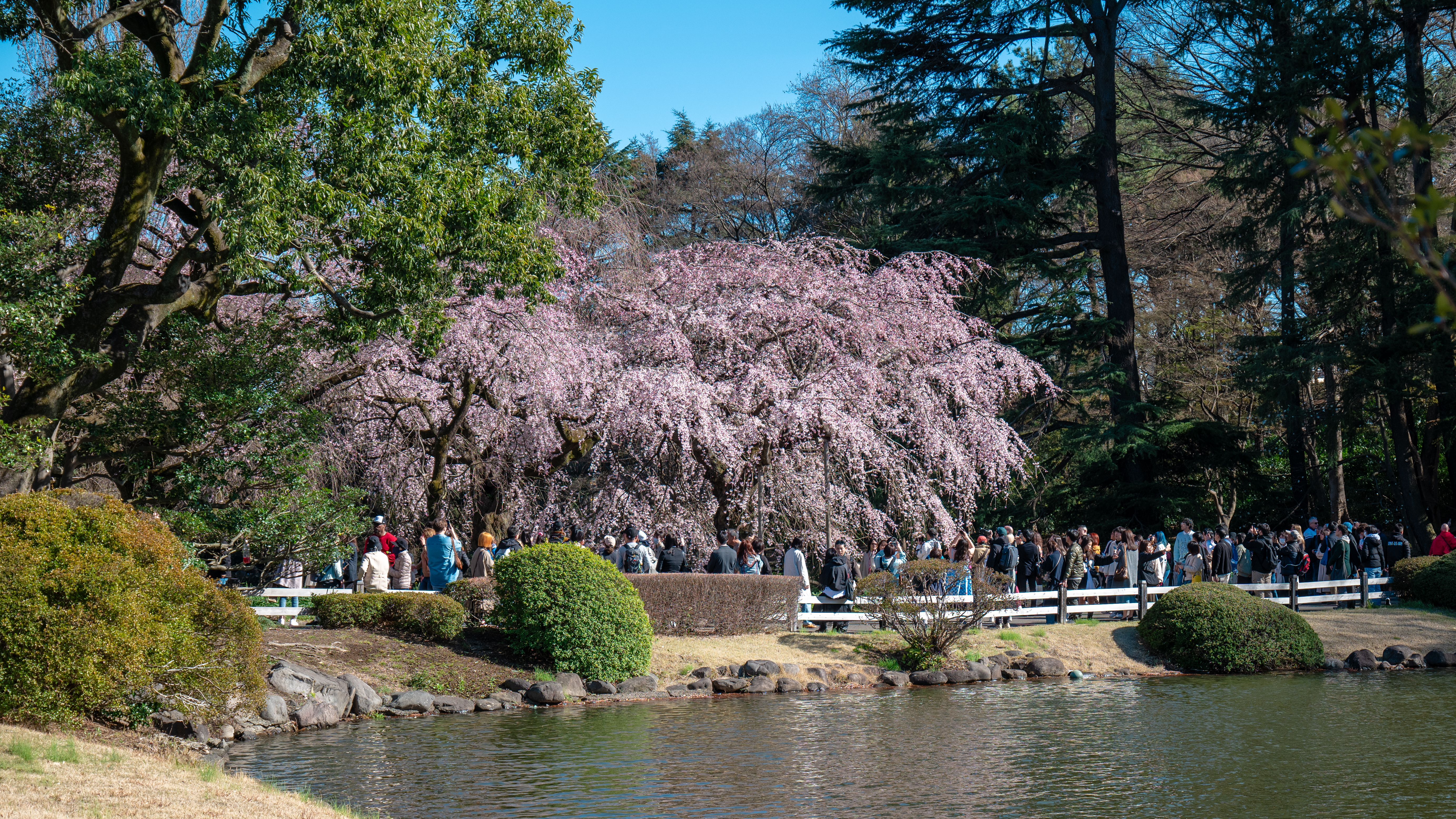 Yaezakura: Where to See Late-Blooming Cherry Blossom in Tokyo