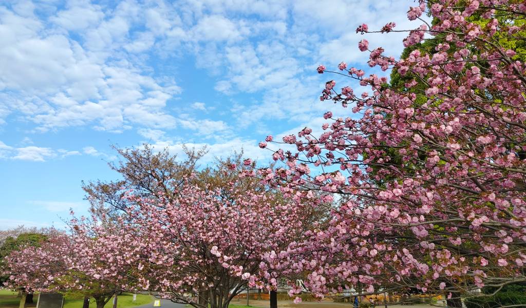 Where To See Yaezakura: Late-Blooming Cherry Blossoms