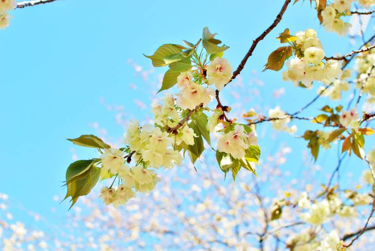 On a sunny spring day in Saitama Japan, cherry blossom 'gyoikou' petals are green with  pink cherry blossom on its background.