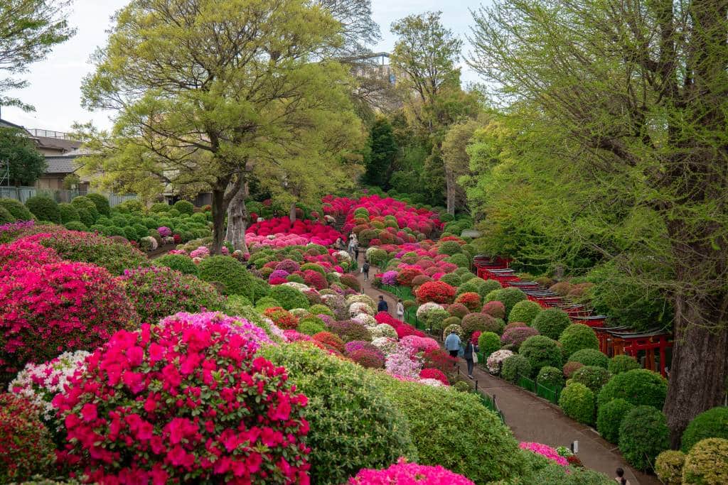 根津神社杜鵑花祭2026, Early–Late Apr 2027, 2027 | Tokyo Cheapo