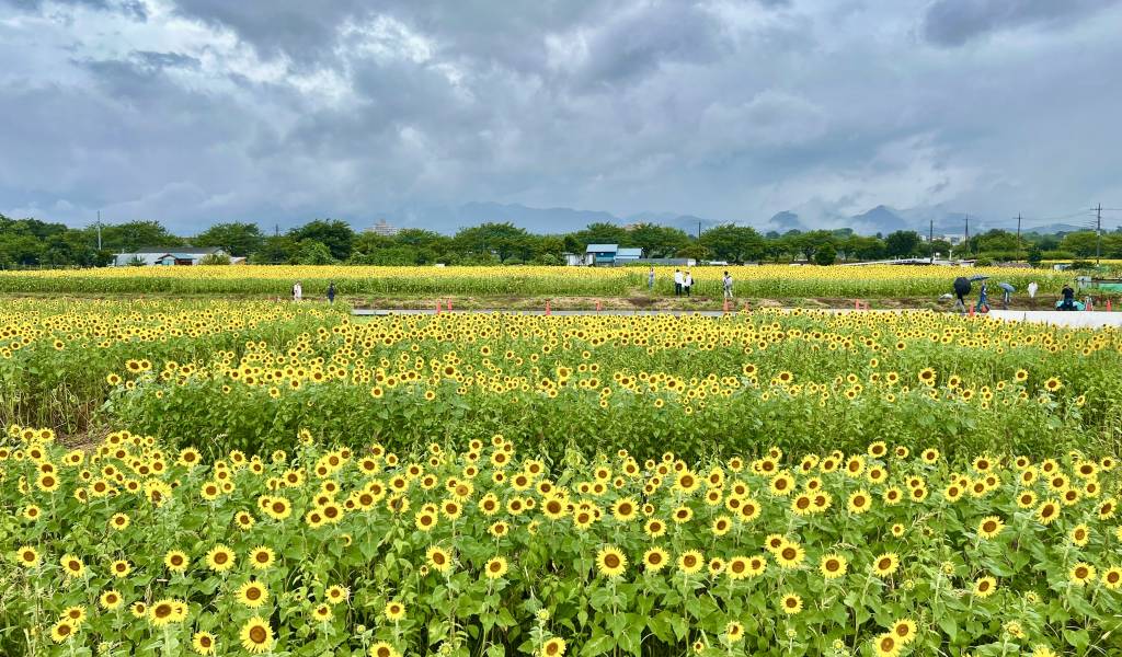 Zama Sunflower Festival