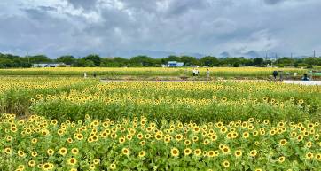 Zama sunflower festival