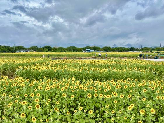 Zama sunflower festival