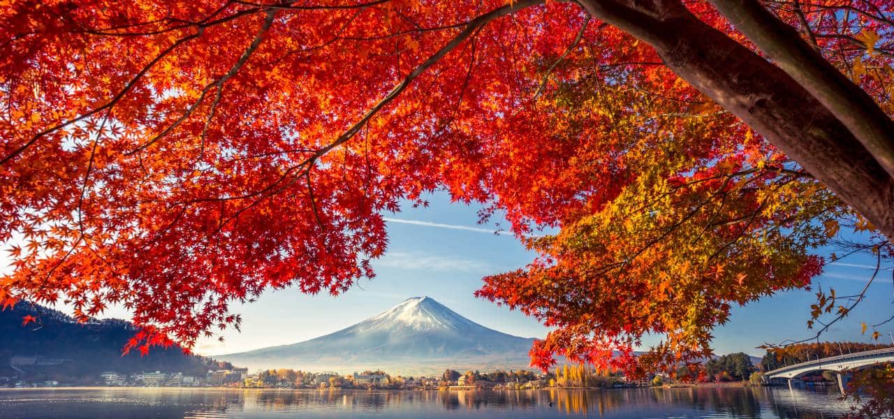 new-fall-foliage-forecast-announced-for-2025-tokyo-cheapo