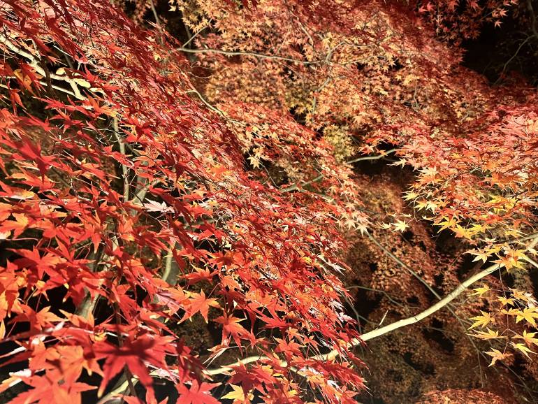 leaves at tsuki no ishi momiji park on nov 23, 2025 nagatoro