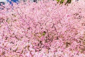 Harumeki Early Blooming Cherry Blossom Festival, Mid–Late Mar 2027