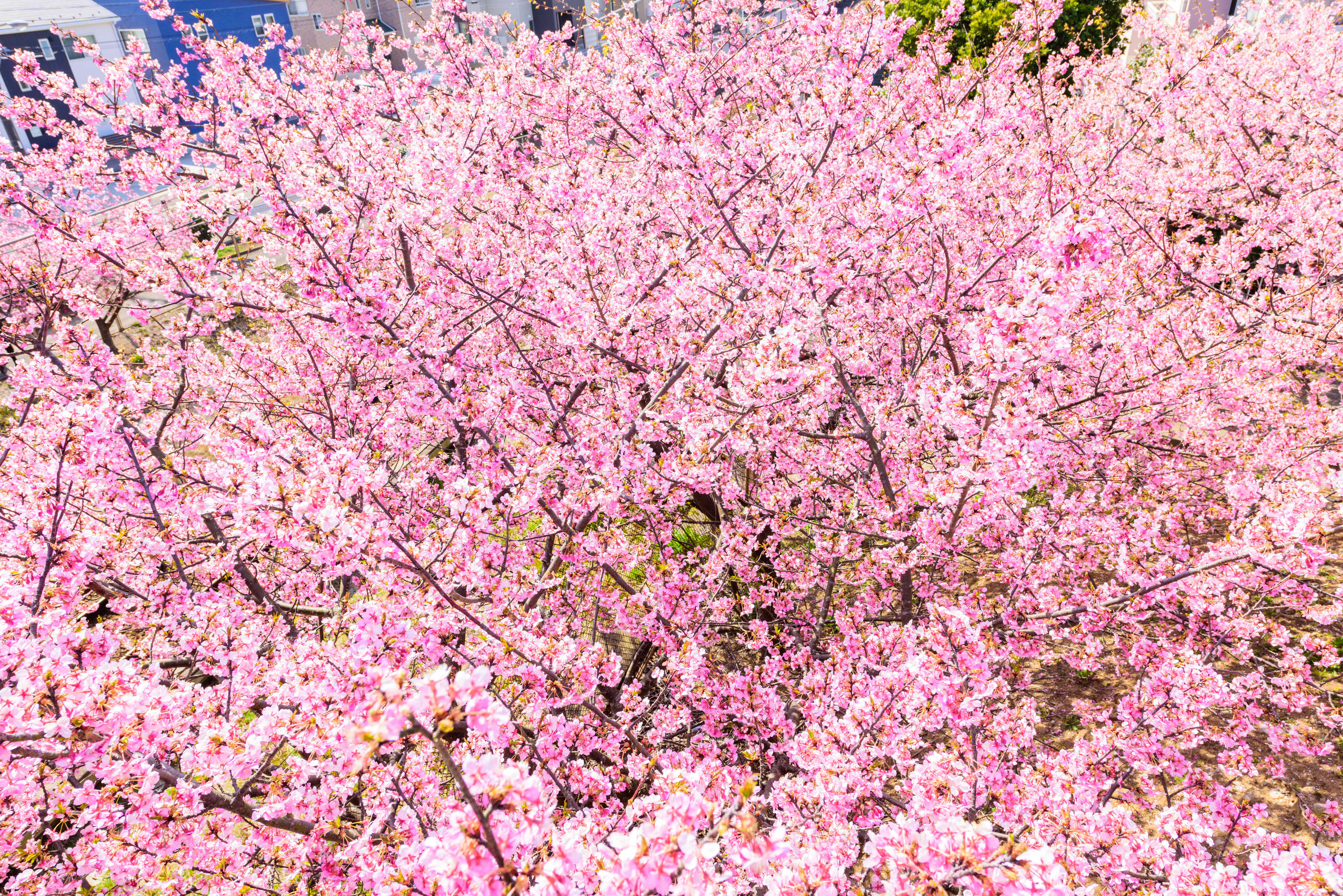 Harumeki Early Blooming Cherry Blossom Festival, Early–Late Mar