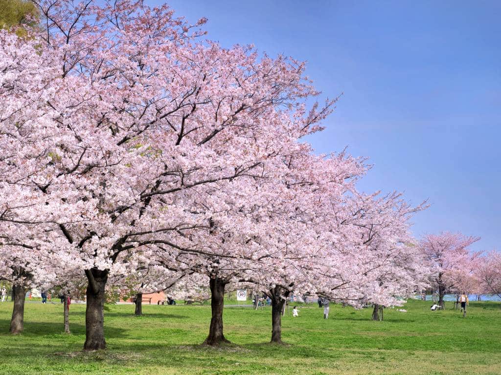 Toneri Park with cherry blossoms in full bloom, Tokyo