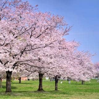 Tokyo Spring Getty 8 Top Tokyo Spring Festivals: Sakura and Other Pretty Stuff | Tokyo Cheapo