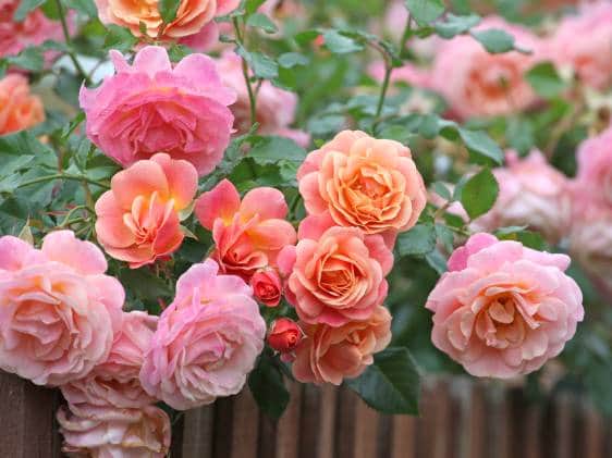 Peach and apricot pink climbing rose, rosa Peach Melba, in flower.