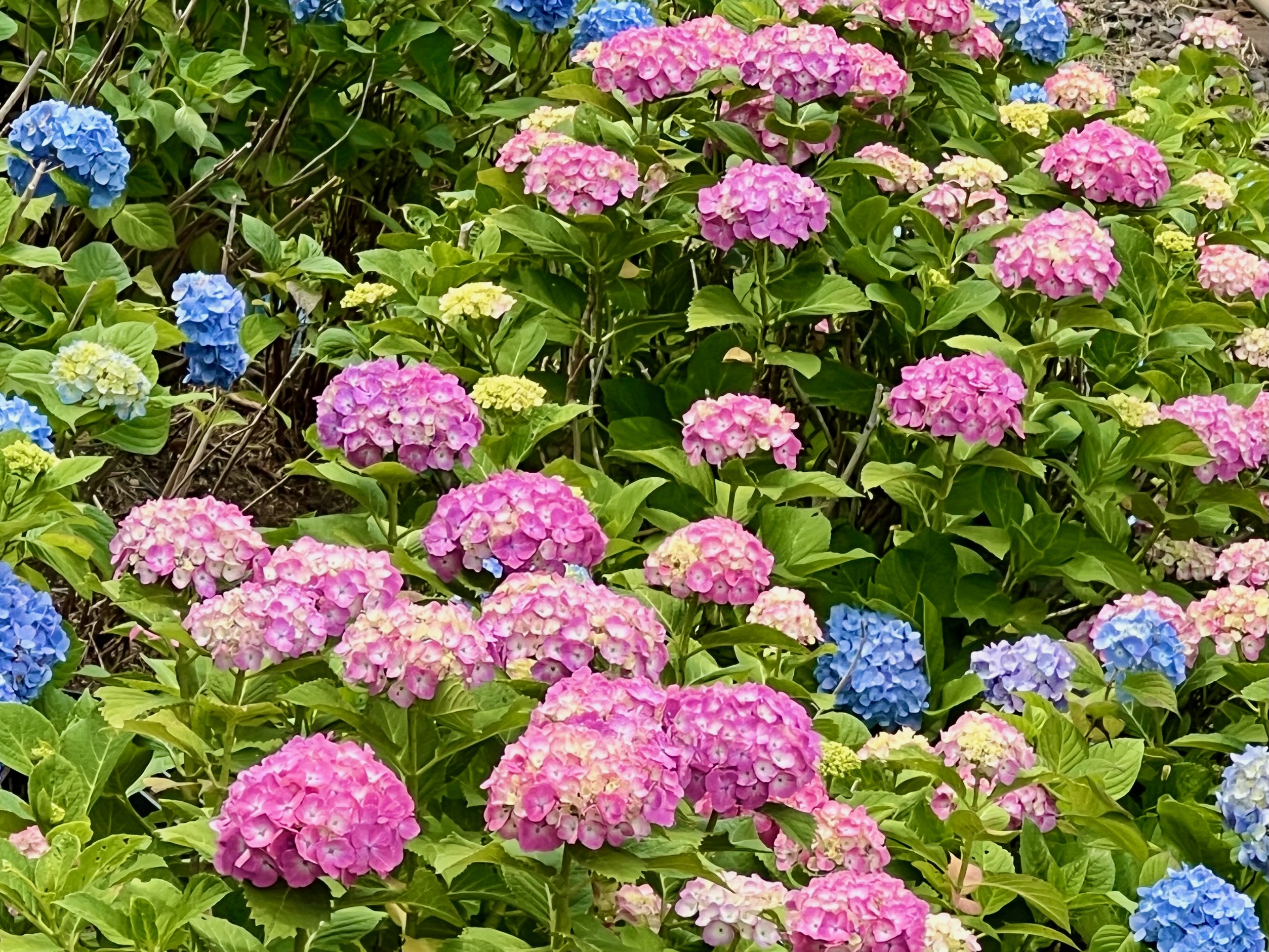 Best Spots for Hydrangeas in Tokyo | Tokyo Cheapo