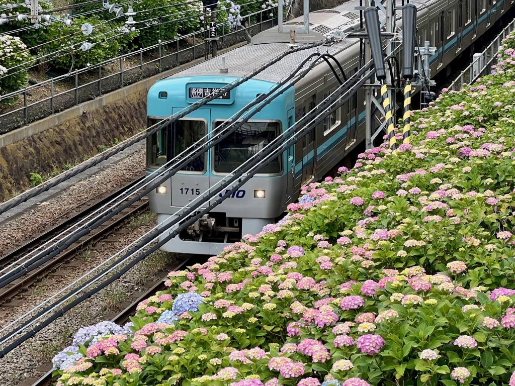 Keio train and hydrangea