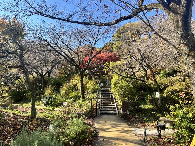 cultural asset forest area yomiuriland