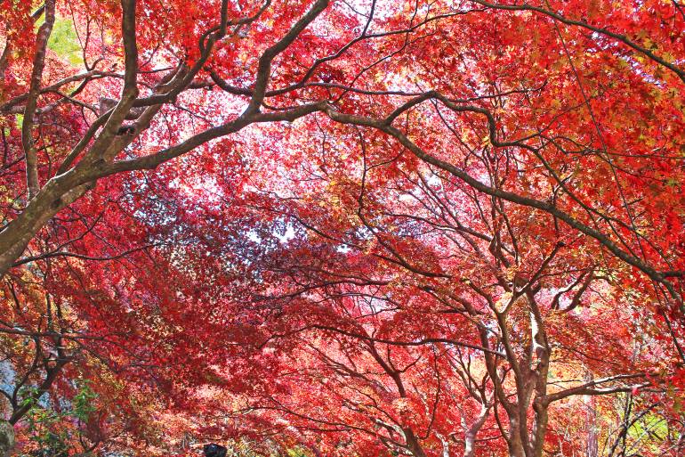 Oyama is a tourist destination in Kanagawa Prefecture in Japan, and the autumn leaves are famous.