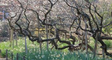 Sankeien Garden in Yokohama: The 52nd Plum Blossom Viewing Event