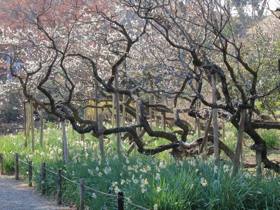 Sankeien Garden in Yokohama: The 52nd Plum Blossom Viewing Event