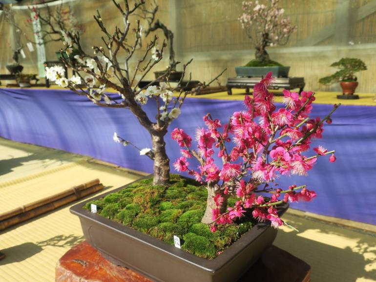 Plum Blossom Viewing Bonsai Exhibition