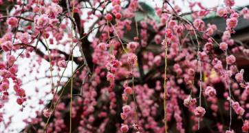 Plum blossom in Japan