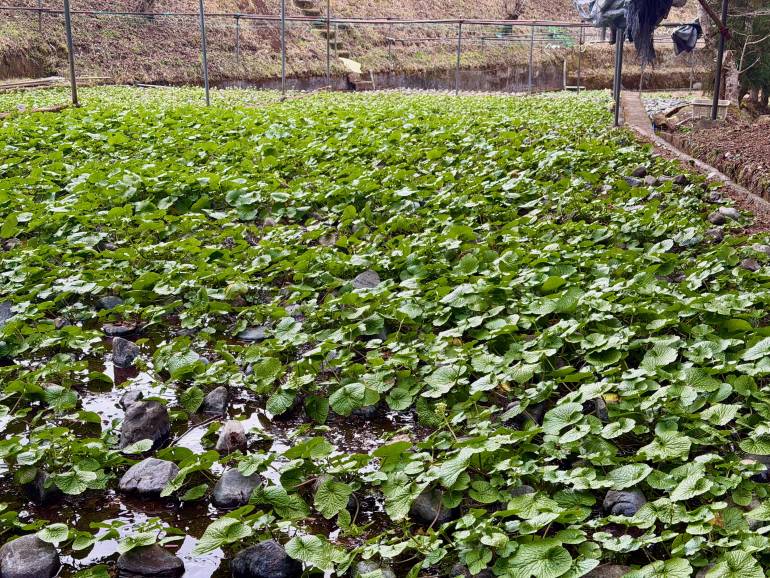 Wasabi field 