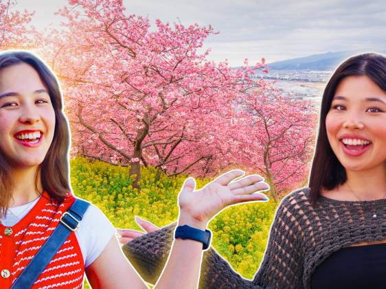 Tokyo Cherry Blossom Guide 