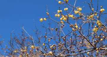 nagatoro wintersweet