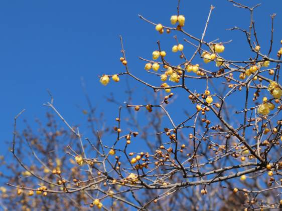 nagatoro wintersweet