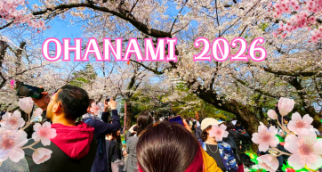 Welearn hanami sakura