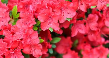 Blooming red azalea flowers with dew drops in spring garden. Gardening concept. Floral background