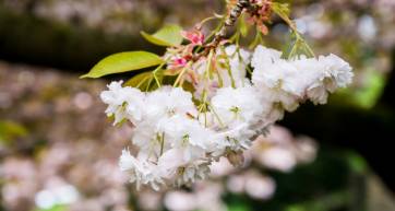 Double-flowered cherry blossoms yaezakura, Japanese cherry trees in bloom, Spring time