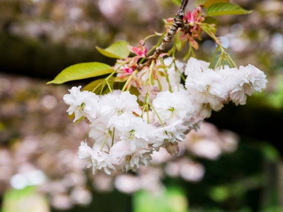 Double-flowered cherry blossoms yaezakura, Japanese cherry trees in bloom, Spring time