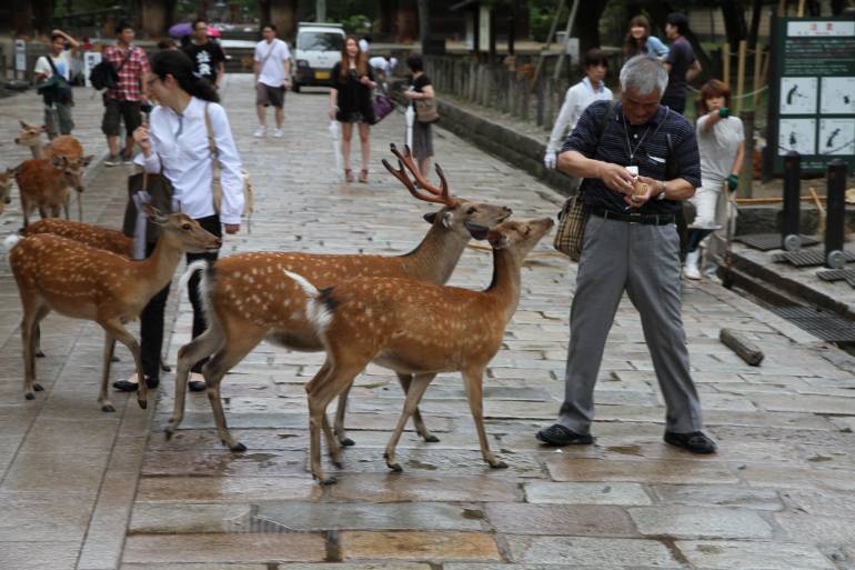 deer-nara-park