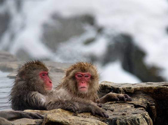 monkey onsen