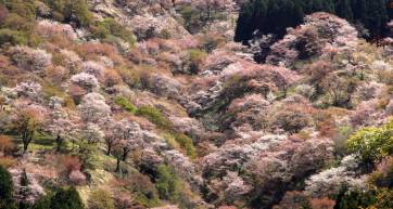 mount yoshino trees