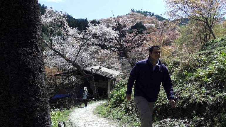 25 Cherry Blossoms Facts - Things You Didn't Know About Cherry Blossom Trees