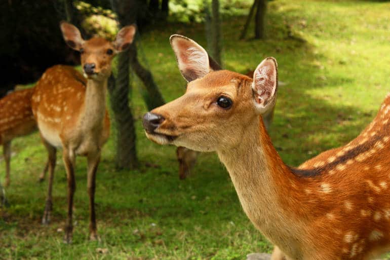 nara deer