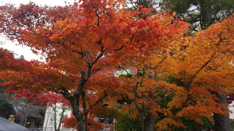 Nikko