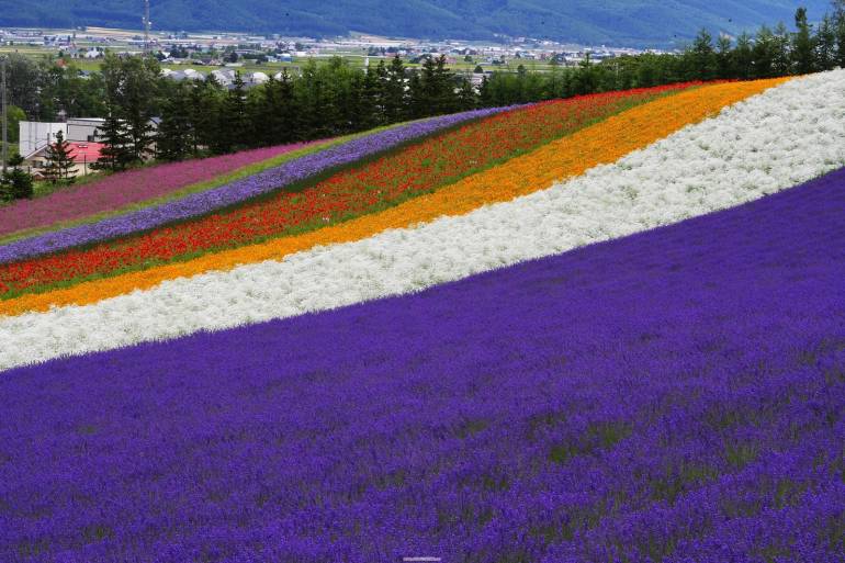 lavender hokkaido