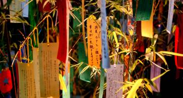 Tanabata wishes hanging in the bamboo