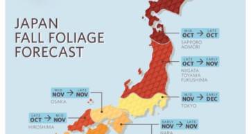 japan autumn leaves