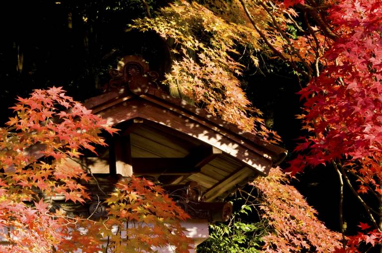 Philosopher's Path in Autumn Kyoto