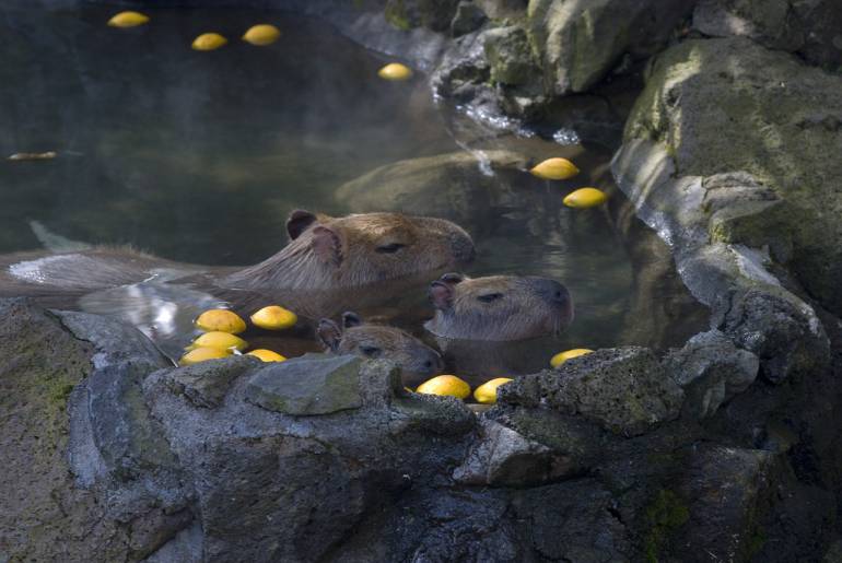 Shizuoka capybara onsen