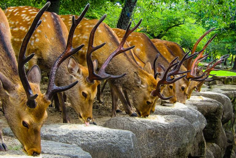 Nara Deer