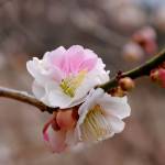 Plum Blossom
