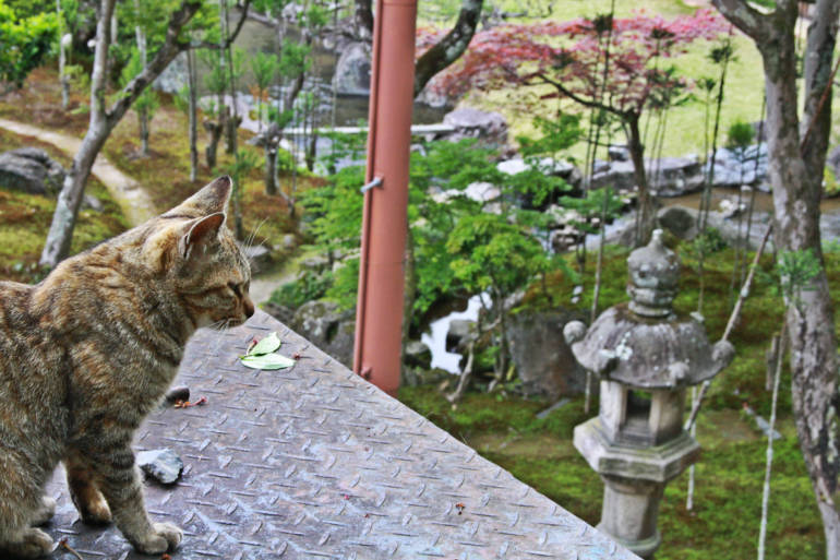 Philosopher's Path Cat