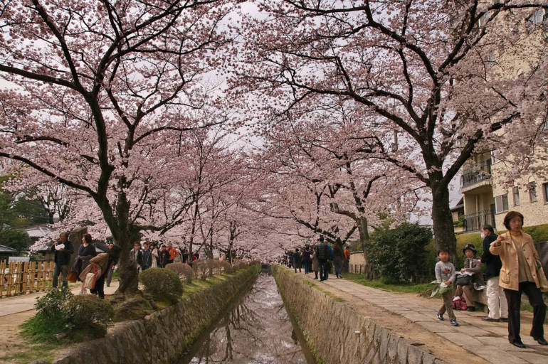 Spring Philosopher's path Cherry blossom