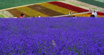 hokkaido lavender furano