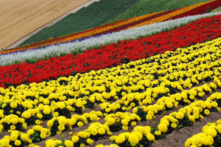 Kamifurano Lavender Farm